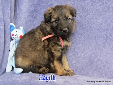 Hagith, grauwe Oudduitse Herder reu van 4 weken oud